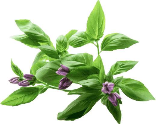 GoldAlign basil